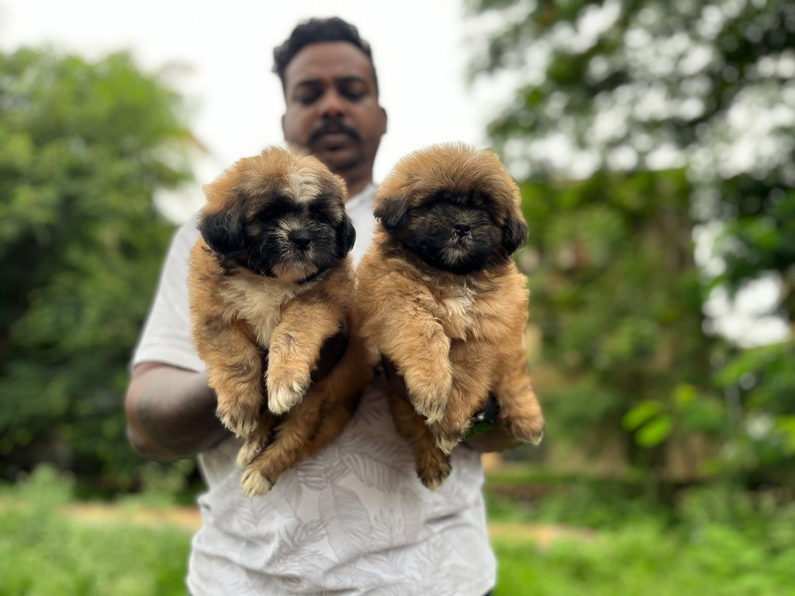 Buy Vaccinated  Lhasa Apso Puppy from Chennai